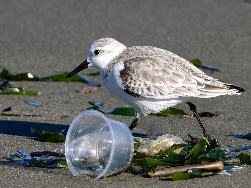 Sanderling with plastic trash on a beach