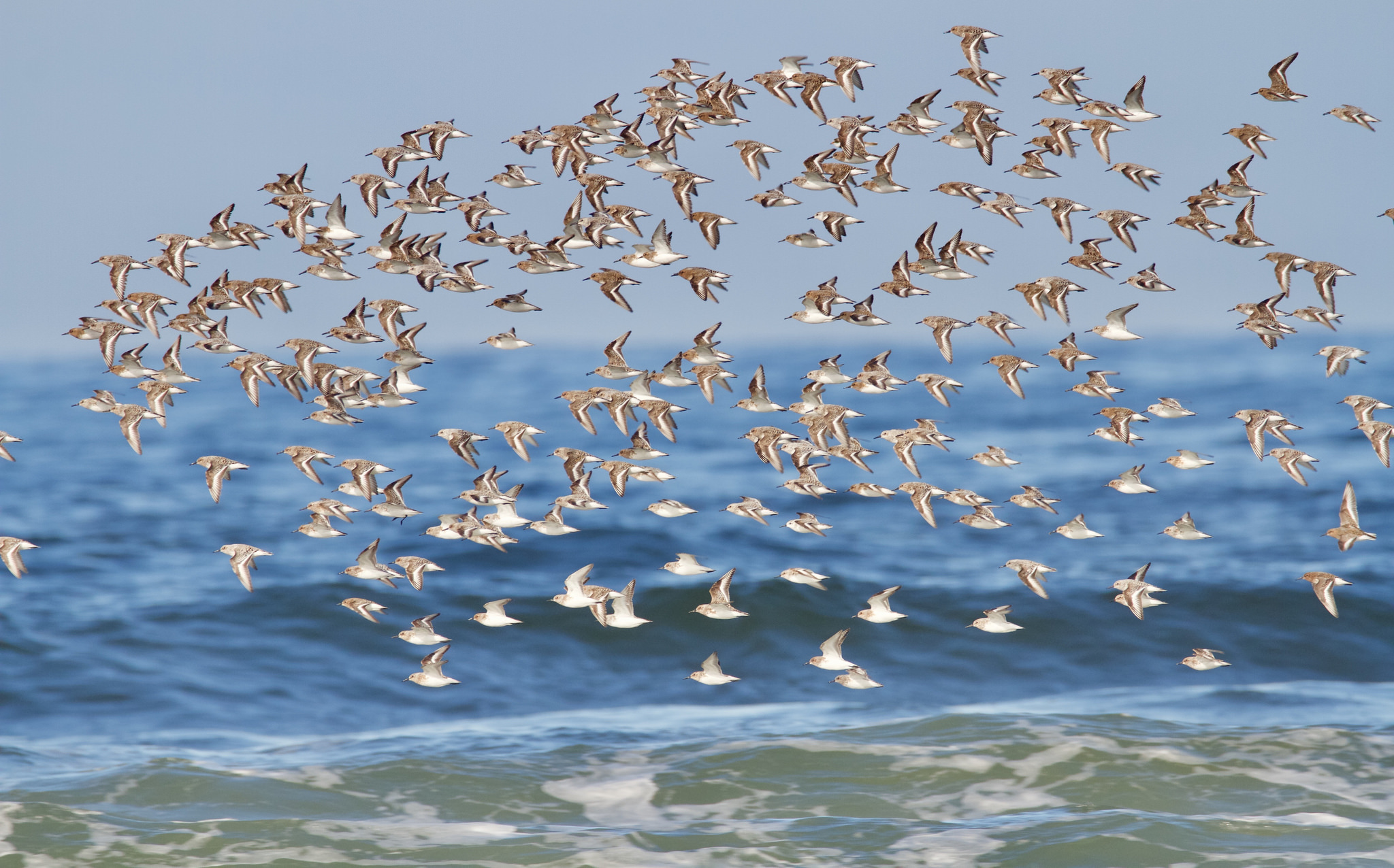 A flock of seabirds flying above the shoreline