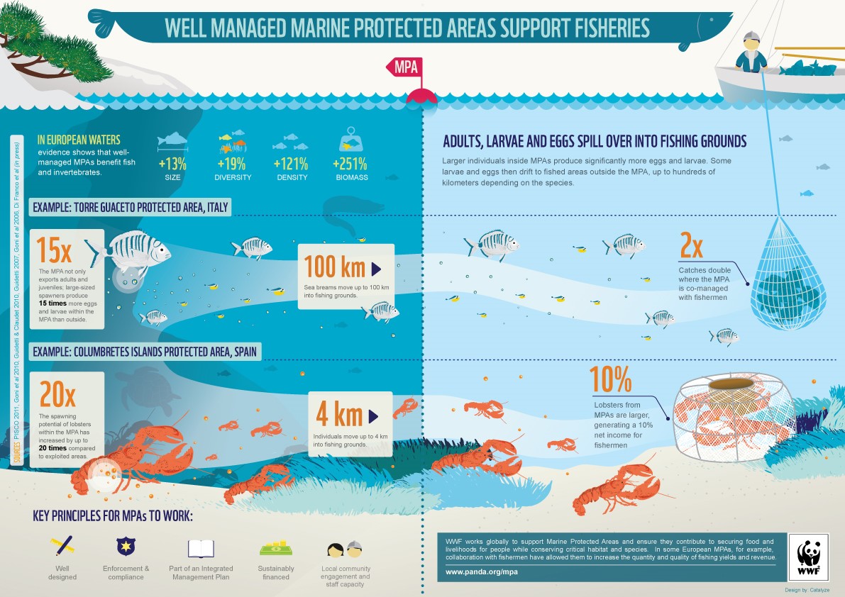 Well managed marine protected areas support fisheries