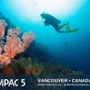 Diver approaching a colourful underwater coral reef