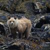 Grizzly bear standing on wet rocks